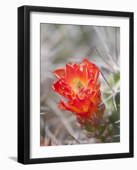 Flowering Claret Cup Cactus, Joshua Tree National Park, California, Usa-Jamie & Judy Wild-Framed Photographic Print