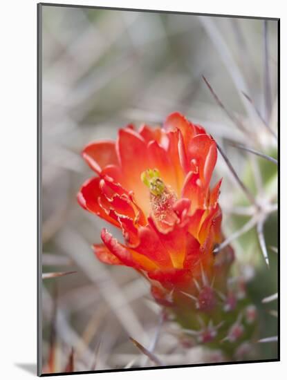 Flowering Claret Cup Cactus, Joshua Tree National Park, California, Usa-Jamie & Judy Wild-Mounted Photographic Print