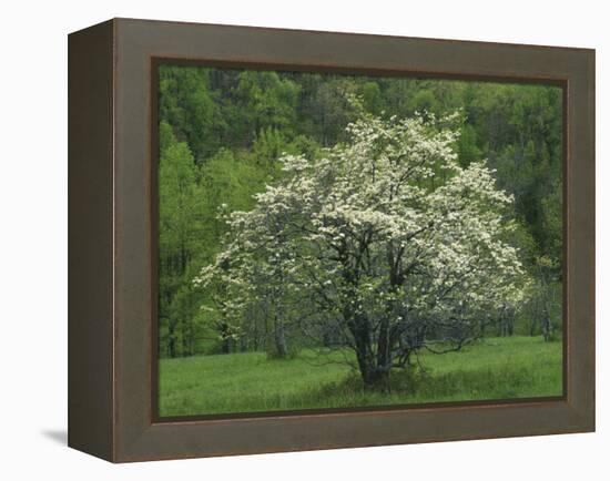 Flowering Dogwood, Blue Ridge Parkway, Virginia, USA-Charles Gurche-Framed Premier Image Canvas