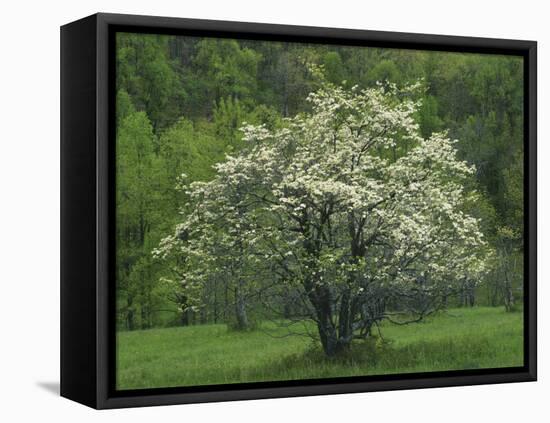 Flowering Dogwood, Blue Ridge Parkway, Virginia, USA-Charles Gurche-Framed Premier Image Canvas