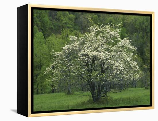 Flowering Dogwood, Blue Ridge Parkway, Virginia, USA-Charles Gurche-Framed Premier Image Canvas
