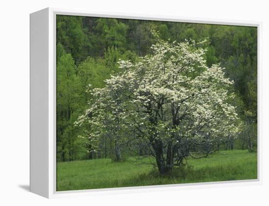 Flowering Dogwood, Blue Ridge Parkway, Virginia, USA-Charles Gurche-Framed Premier Image Canvas