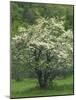 Flowering Dogwood, Blue Ridge Parkway, Virginia, USA-Charles Gurche-Mounted Photographic Print