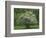 Flowering Dogwood, Blue Ridge Parkway, Virginia, USA-Charles Gurche-Framed Photographic Print