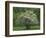 Flowering Dogwood, Blue Ridge Parkway, Virginia, USA-Charles Gurche-Framed Photographic Print