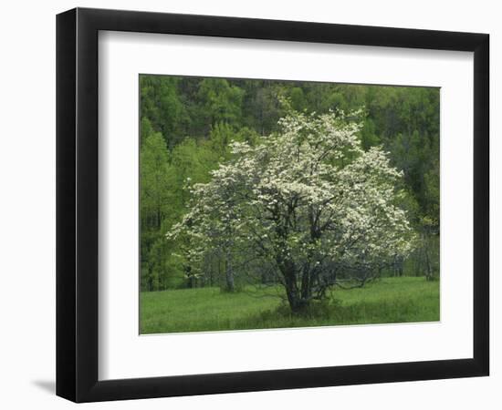 Flowering Dogwood, Blue Ridge Parkway, Virginia, USA-Charles Gurche-Framed Photographic Print