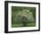 Flowering Dogwood, Blue Ridge Parkway, Virginia, USA-Charles Gurche-Framed Photographic Print