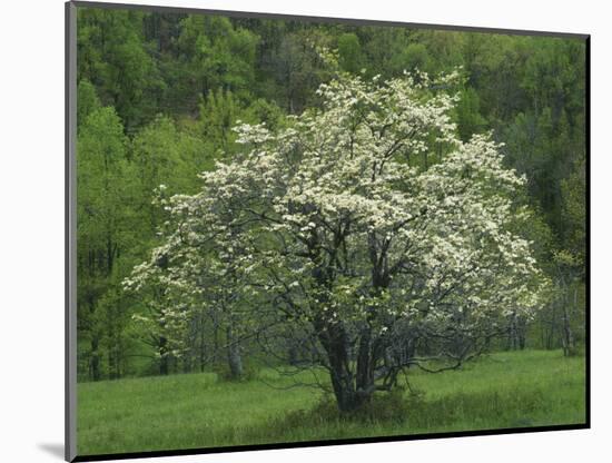 Flowering Dogwood, Blue Ridge Parkway, Virginia, USA-Charles Gurche-Mounted Photographic Print