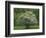 Flowering Dogwood, Blue Ridge Parkway, Virginia, USA-Charles Gurche-Framed Photographic Print