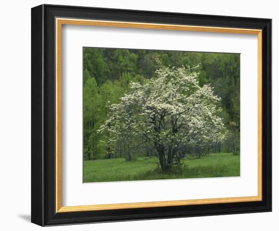 Flowering Dogwood, Blue Ridge Parkway, Virginia, USA-Charles Gurche-Framed Photographic Print