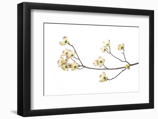 Flowering Dogwood Branch on White Background, Marion County, Illinois-Richard and Susan Day-Framed Photographic Print