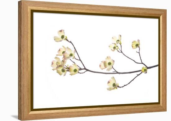 Flowering Dogwood Branch on White Background, Marion County, Illinois-Richard and Susan Day-Framed Premier Image Canvas