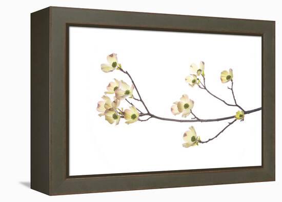 Flowering Dogwood Branch on White Background, Marion County, Illinois-Richard and Susan Day-Framed Premier Image Canvas