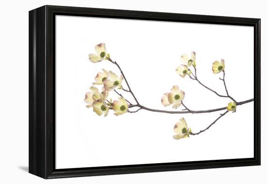 Flowering Dogwood Branch on White Background, Marion County, Illinois-Richard and Susan Day-Framed Premier Image Canvas