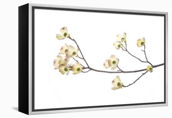 Flowering Dogwood Branch on White Background, Marion County, Illinois-Richard and Susan Day-Framed Premier Image Canvas