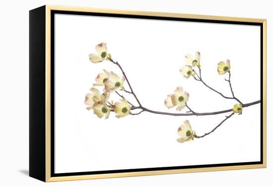 Flowering Dogwood Branch on White Background, Marion County, Illinois-Richard and Susan Day-Framed Premier Image Canvas