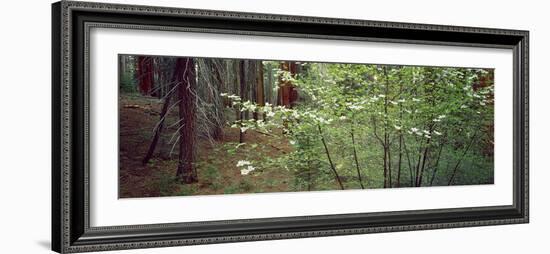 Flowering Dogwood in Bloom at Sunrise, Sequoia National Park, California, USA-null-Framed Photographic Print