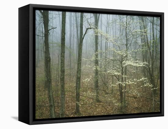 Flowering Dogwood in foggy forest, Appalachian Trail, Shenandoah National Park, Virginia, USA-Charles Gurche-Framed Premier Image Canvas