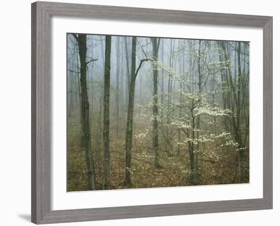 Flowering Dogwood in foggy forest, Appalachian Trail, Shenandoah National Park, Virginia, USA-Charles Gurche-Framed Photographic Print