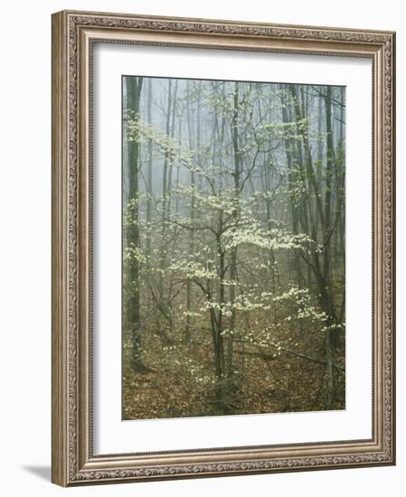 Flowering Dogwood in foggy forest, Appalachian Trail, Shenandoah National Park, Virginia, USA-Charles Gurche-Framed Photographic Print