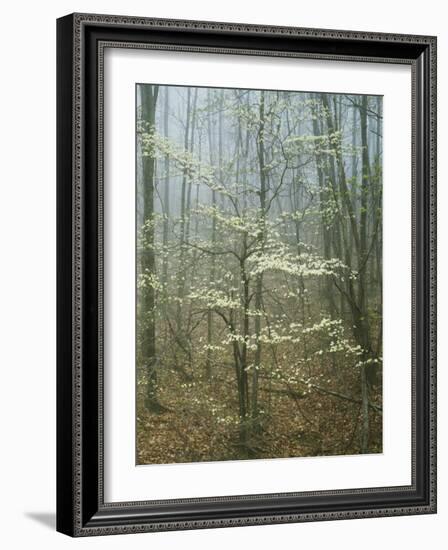 Flowering Dogwood in foggy forest, Appalachian Trail, Shenandoah National Park, Virginia, USA-Charles Gurche-Framed Photographic Print