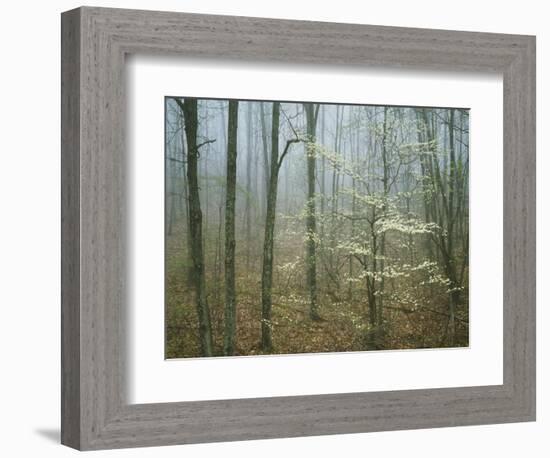 Flowering Dogwood in foggy forest, Appalachian Trail, Shenandoah National Park, Virginia, USA-Charles Gurche-Framed Photographic Print