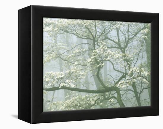 Flowering Dogwood in foggy forest, Shenandoah National Park, Virginia, USA-Charles Gurche-Framed Premier Image Canvas