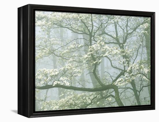 Flowering Dogwood in foggy forest, Shenandoah National Park, Virginia, USA-Charles Gurche-Framed Premier Image Canvas