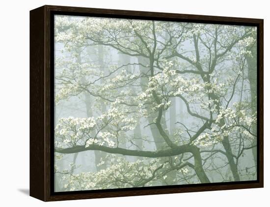 Flowering Dogwood in foggy forest, Shenandoah National Park, Virginia, USA-Charles Gurche-Framed Premier Image Canvas