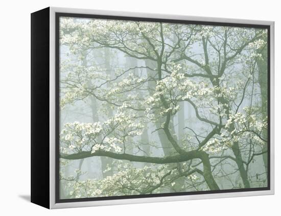 Flowering Dogwood in foggy forest, Shenandoah National Park, Virginia, USA-Charles Gurche-Framed Premier Image Canvas