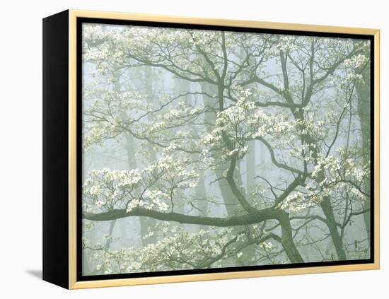 Flowering Dogwood in foggy forest, Shenandoah National Park, Virginia, USA-Charles Gurche-Framed Premier Image Canvas