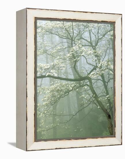 Flowering Dogwood in foggy forest, Shenandoah National Park, Virginia, USA-Charles Gurche-Framed Premier Image Canvas