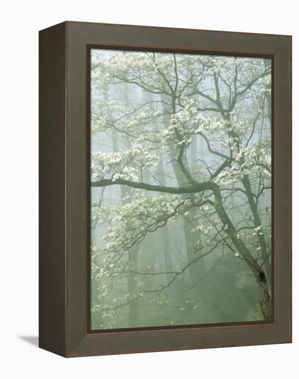 Flowering Dogwood in foggy forest, Shenandoah National Park, Virginia, USA-Charles Gurche-Framed Premier Image Canvas