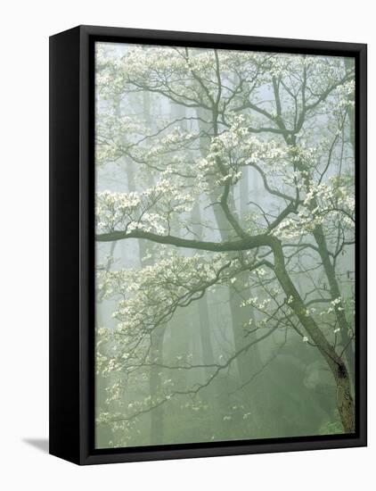 Flowering Dogwood in foggy forest, Shenandoah National Park, Virginia, USA-Charles Gurche-Framed Premier Image Canvas