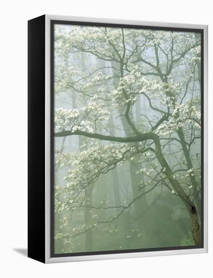 Flowering Dogwood in foggy forest, Shenandoah National Park, Virginia, USA-Charles Gurche-Framed Premier Image Canvas