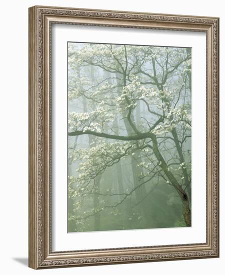 Flowering Dogwood in foggy forest, Shenandoah National Park, Virginia, USA-Charles Gurche-Framed Photographic Print