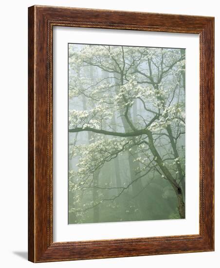 Flowering Dogwood in foggy forest, Shenandoah National Park, Virginia, USA-Charles Gurche-Framed Photographic Print