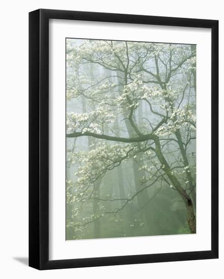 Flowering Dogwood in foggy forest, Shenandoah National Park, Virginia, USA-Charles Gurche-Framed Photographic Print