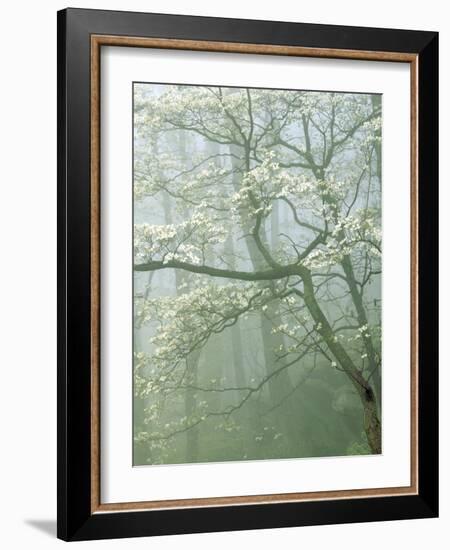 Flowering Dogwood in foggy forest, Shenandoah National Park, Virginia, USA-Charles Gurche-Framed Photographic Print