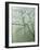 Flowering Dogwood in foggy forest, Shenandoah National Park, Virginia, USA-Charles Gurche-Framed Photographic Print