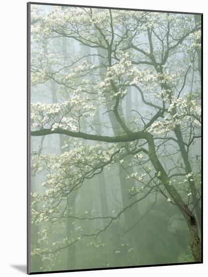 Flowering Dogwood in foggy forest, Shenandoah National Park, Virginia, USA-Charles Gurche-Mounted Photographic Print