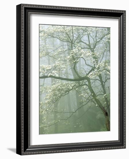 Flowering Dogwood in foggy forest, Shenandoah National Park, Virginia, USA-Charles Gurche-Framed Photographic Print