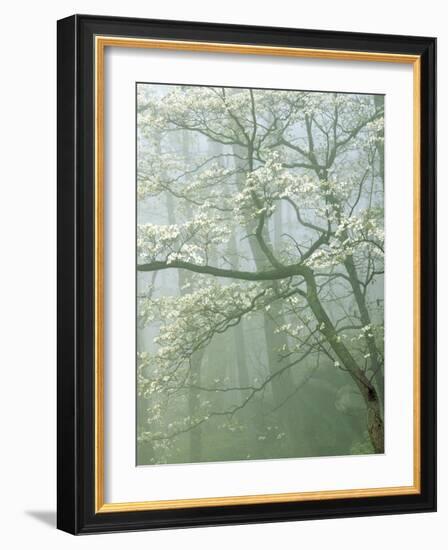 Flowering Dogwood in foggy forest, Shenandoah National Park, Virginia, USA-Charles Gurche-Framed Photographic Print