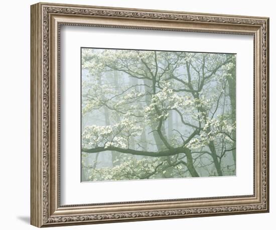 Flowering Dogwood in foggy forest, Shenandoah National Park, Virginia, USA-Charles Gurche-Framed Photographic Print