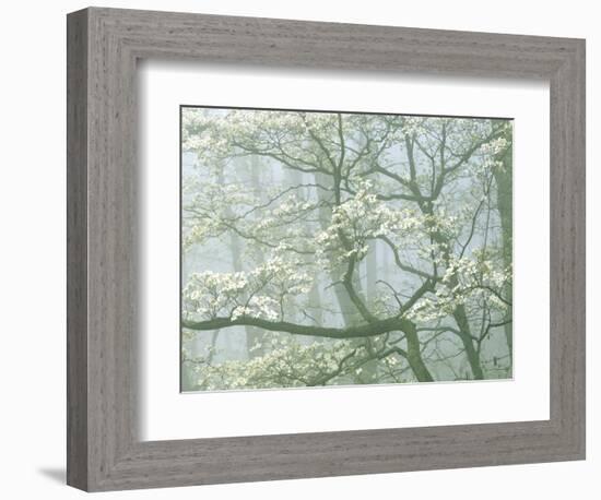 Flowering Dogwood in foggy forest, Shenandoah National Park, Virginia, USA-Charles Gurche-Framed Photographic Print