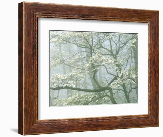 Flowering Dogwood in foggy forest, Shenandoah National Park, Virginia, USA-Charles Gurche-Framed Photographic Print