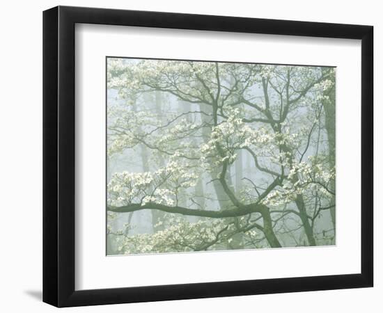 Flowering Dogwood in foggy forest, Shenandoah National Park, Virginia, USA-Charles Gurche-Framed Photographic Print