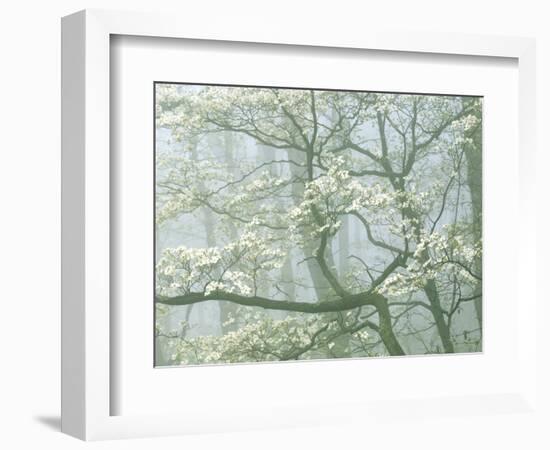 Flowering Dogwood in foggy forest, Shenandoah National Park, Virginia, USA-Charles Gurche-Framed Photographic Print