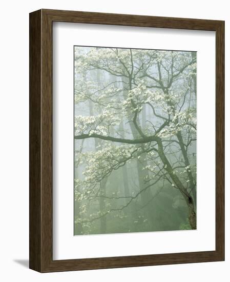 Flowering Dogwood in foggy forest, Shenandoah National Park, Virginia, USA-Charles Gurche-Framed Photographic Print