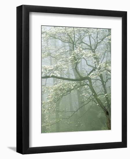 Flowering Dogwood in foggy forest, Shenandoah National Park, Virginia, USA-Charles Gurche-Framed Photographic Print